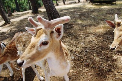 Deer in a field