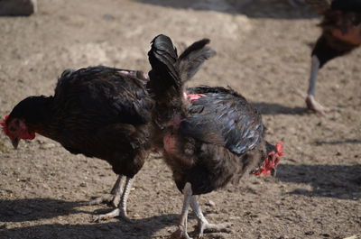 Chickens  on a field