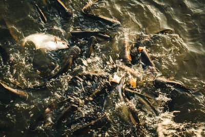 Fish swimming in sea