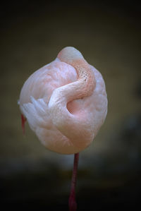 Close-up of pink flower