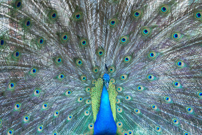 Full frame shot of peacock