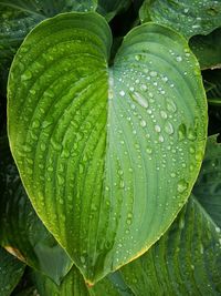 Close-up of wet plant leaves during rainy season