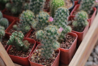 High angle view of succulent plants in pot