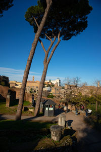 Trees and buildings against clear blue sky