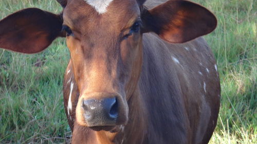 Close-up of horse on field