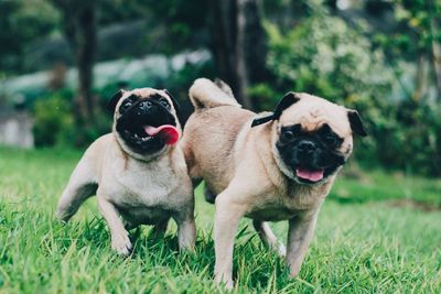 Dog on grass