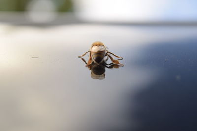 Close-up of insect against sky