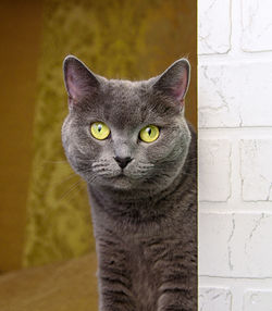 Cute grey british-bred cat looks at the camera. portrait of a pet