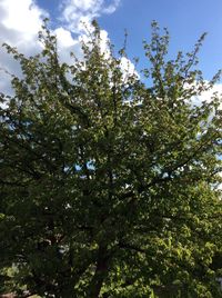 Low angle view of trees against sky