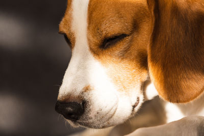 Beagle dog tired indoors in sunlight, dog background