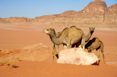 Camels in desert