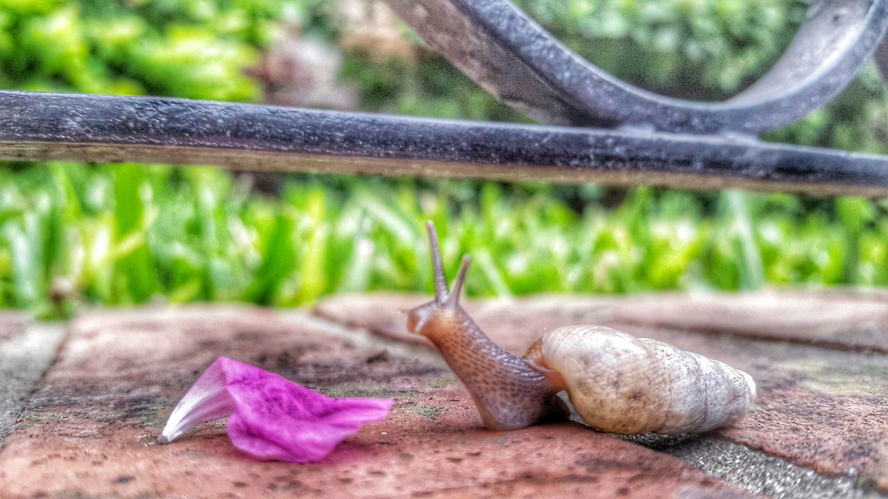 Caracol de jardin