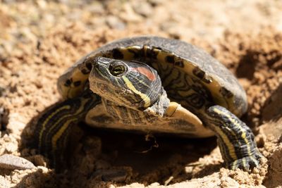 Close-up of turtle on field