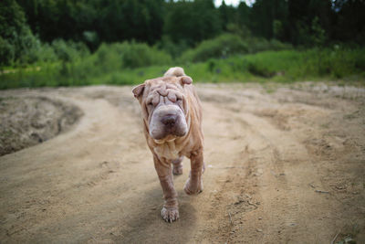 Dog walking on dirt road