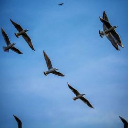 Low angle view of birds flying in sky