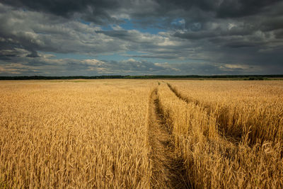Traces of tractor wheels in the grain, horizon and dark clouds in the sky