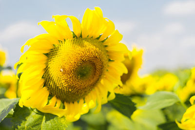 Close-up of yellow sunflower