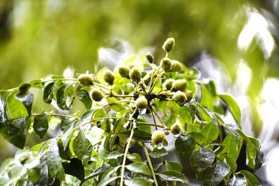 Close-up of berries growing on tree