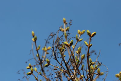 Low angle view of flowering plants against clear blue sky