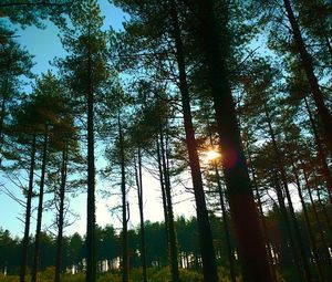 Low angle view of trees in forest against sky