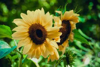 Close-up of yellow flowers blooming outdoors