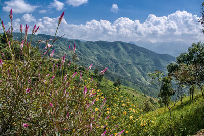 Fresh blooming flower buds with green hill against sky