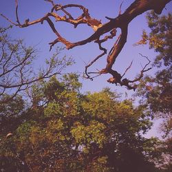 Low angle view of trees against sky