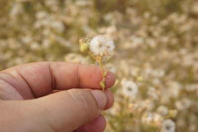 Close-up of hand holding dandelion flower