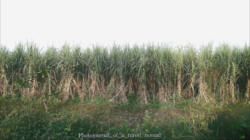 Panoramic shot of agricultural field against clear sky