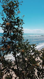 Tree by sea against sky