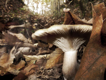 Close-up of mushroom on tree