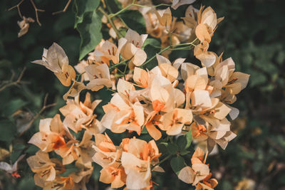 Close-up of flowering plant