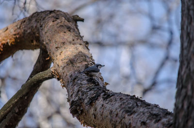 Low angle view of bird perching on tree