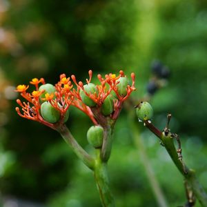 Close-up of plant