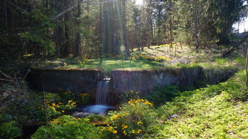 Scenic view of waterfall in forest