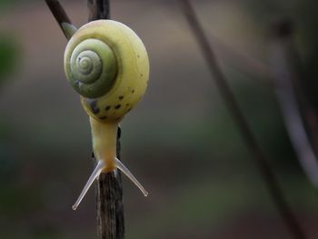 snail