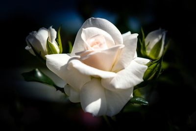 Close-up of white rose