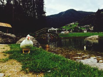 Birds perching on grass by lake against sky