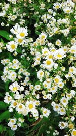 Close-up of white flower