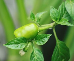 Close-up of fruit growing on plant