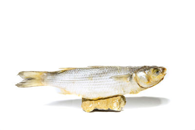 Close-up of fish over white background