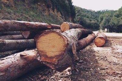 Pile of logs