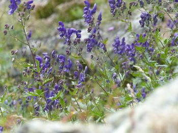 Close-up of purple flowering plants on field