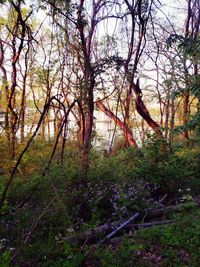 View of trees in forest