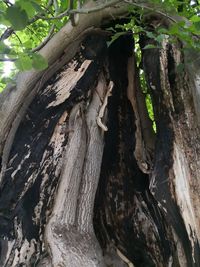 Close-up of tree trunk