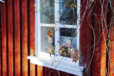 Close-up of dried plant by window