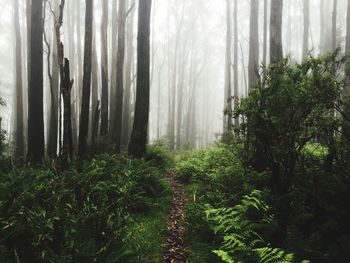 Trail amidst trees in forest during foggy weather