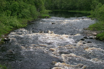 Scenic view of river flowing in forest