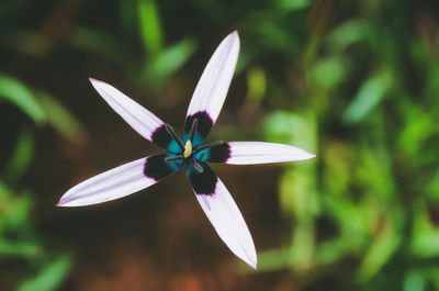 Close-up of white flower