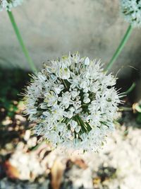 Close-up of white flowering plant on field